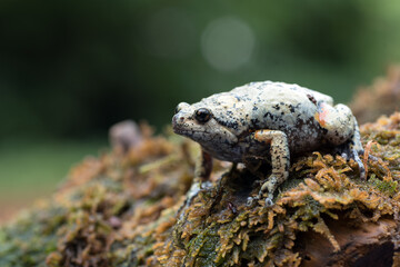 The smooth-fingered narrow-mouthed frog In the moss