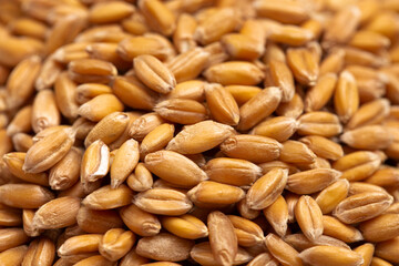 Background of Spelt Grain