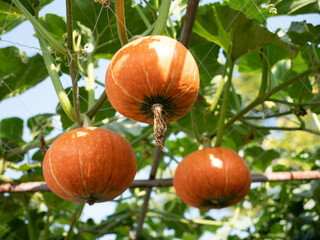 Obraz premium Pumkin field with different type.