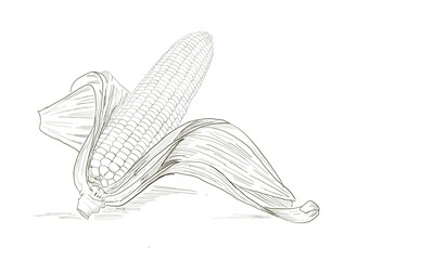Vector illustration of hand skecth of corn isolated in white background. Grain and vegetables art concept