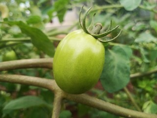Green tomatoes. fresh green tomatoes in the home garden. Bunch of big green tomatoes on a bush