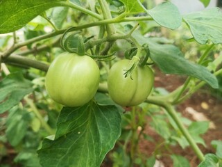 Green tomatoes. fresh green tomatoes in the home garden. Bunch of big green tomatoes on a bush