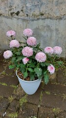 pink flowers in pots