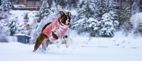 Adorable Boxer Dog playing in a snow covered frozen lake during winter time. Alta Lake, Whistler, British Columbia, Canada.