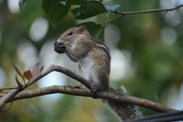 indian palm squirrel on a tree branch