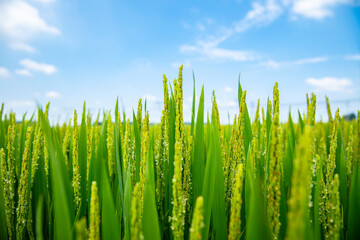 The rice field is under the blue sky