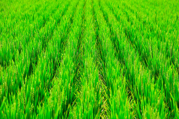 The rice field is under the blue sky