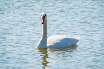 Fototapeta premium Graceful white Swan swimming in the lake, swans in the wild. Portrait of a white swan swimming on a lake.