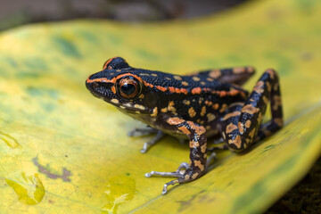 Spotted stream frog sitting in the yellow leaf	