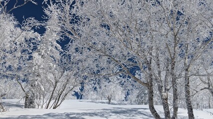 見事な霧氷の樹々と青空の幻想的な世界