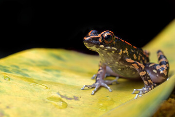 Spotted stream frog sitting in the yellow leaf	