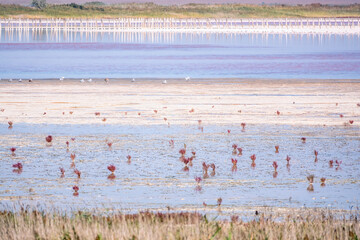 A beautiful salt lake with pink water.
