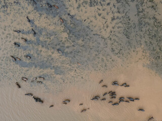 Group of water buffalo, Buffalo swimming, Top view from drone.