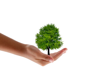 Hand holding a tree on white background. save the earth ecology concept.