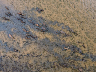 Group of water buffalo, Buffalo swimming, Top view from drone.