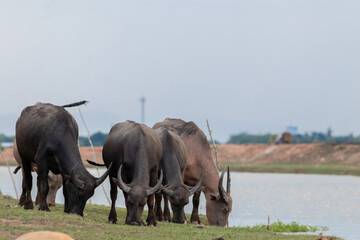 Fototapeta na wymiar Asian water buffalo in Thailand