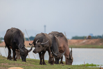 Asian water buffalo in Thailand