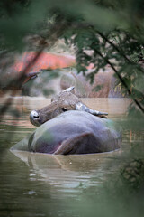 Asian water buffalo in Thailand