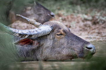Asian water buffalo in Thailand