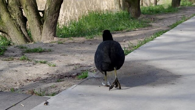 Black coot duck walks slowly and carefully along concrete sidewalk, then descends from it to earthen slope covered with grass and trees in the direction of a pond covered with dried yellow reeds.
