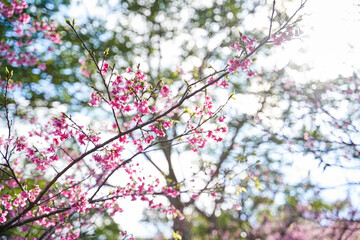 Cherry Blossoms