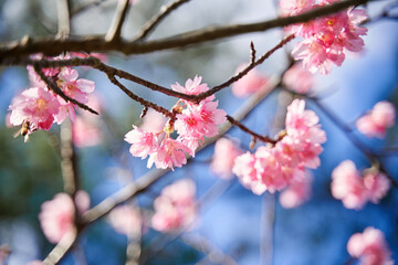 Cherry Blossoms