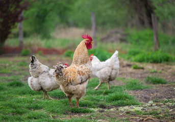 Rooster and Chickens. Free Range Cock and Hens