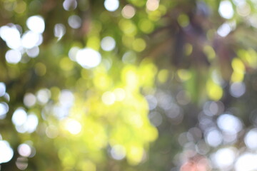 Naklejka premium Bokeh tree nature green as a green background