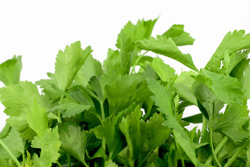 Coriander leaves isolated on white background
