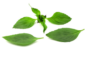 Basil leaves isolated on white background