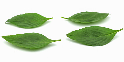 Basil leaves isolated on white background