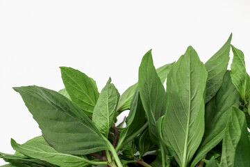 Basil leaves isolated on white background