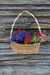 Fototapeta na wymiar Close-up Of Flowers In Basket Hanging Against Wooden Wall