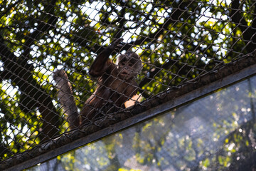 monkey