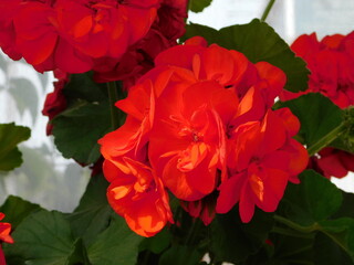 Red flowers of garden or zonal geranium, or Pelargonium zonale or hortorum