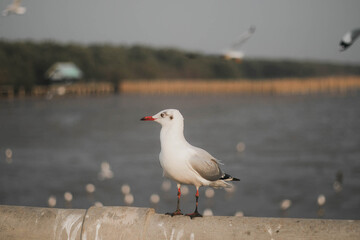 bird, sea, gull,Flying birds, seagull,Sun set, Sun,animal, nature, A flock of birds