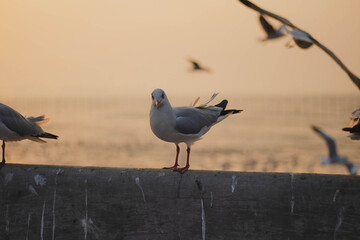 bird, sea, gull,Flying birds, seagull,Sun set, Sun,animal, nature, A flock of birds