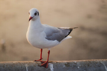 bird, sea, gull,Flying birds, seagull,Sun set, Sun,animal, nature, A flock of birds