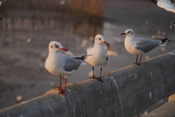 bird, sea, gull,Flying birds, seagull,Sun set, Sun,animal, nature, A flock of birds