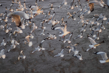 bird, sea, gull,Flying birds, seagull,Sun set, Sun,animal, nature, A flock of birds
