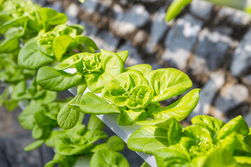 Young green lettuce growing with water, new agriculture system, hydroponic system, vegetable garden, outdoor day light