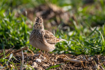 Feldlerche (Alauda arvensis)