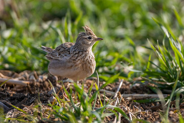 Feldlerche (Alauda arvensis)