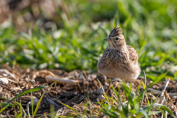 Feldlerche (Alauda arvensis)