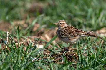 Fototapeta premium Feldlerche (Alauda arvensis)