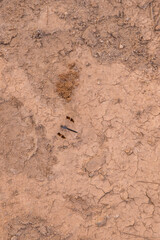 Dragonfly isolated on a dry patch of soil
