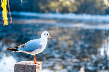 Red-headed gull close-up in Cuihu Park, Kunming, Yunnan, China