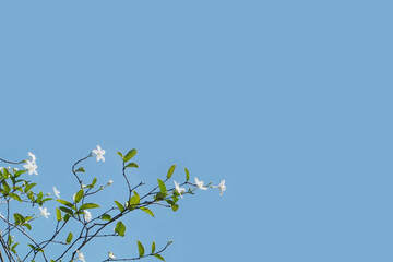 White flower branch on blue background. Space for text on the right side. Idea concept for Name Card, Postcard or Stationery.