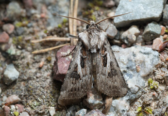 Archer's dart, Agrotis vestigialis on rock, macro photo