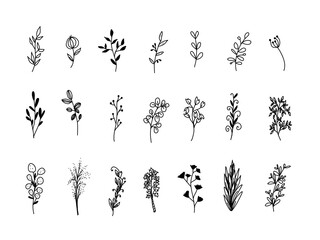 black and white flowers